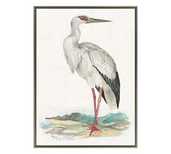 Great White Heron