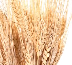 Dried Wheat Bundle