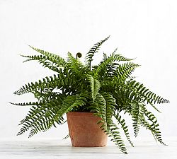 Faux Boston Fern Houseplant
