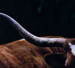 Longhorn Lull Framed Print