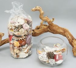 Mixed Shell Vase Filler