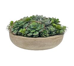 Succulent Arrangement in Bowl