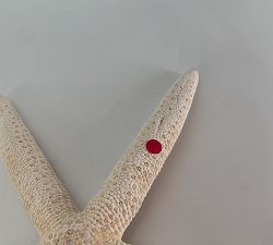 Open Box: Linka Starfish, Set of 8