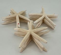 Open Box: Linka Starfish, Set of 8