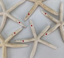 Open Box: Linka Starfish, Set of 8