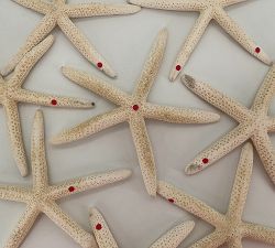 Open Box: Linka Starfish, Set of 8