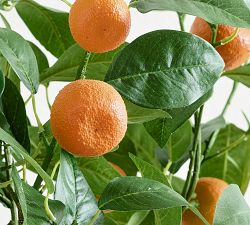 Faux Orange Branch Bundle