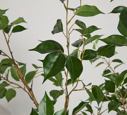 Faux Ficus Benjamina Tree