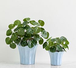 Faux Elephant Ear Plant