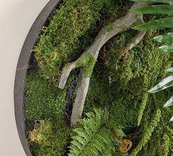 Moss And Ferns Mixed Wall Art