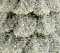 Green-Spruce-German-Glitter