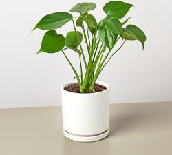 Live Monstera in Planter