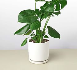 Live Monstera in Planter
