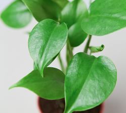 Live Monstera in Planter