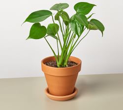 Live Monstera in Planter