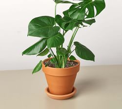Live Monstera in Planter