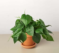 Live Heartleaf Philodendron In Planter