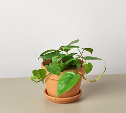 Live Heartleaf Philodendron In Planter