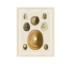Study Of Shells Framed Print