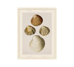Study Of Shells Framed Print