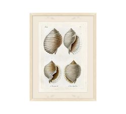 Study Of Shells Framed Print