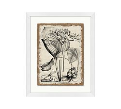 Study Of Coastal Plant Framed Print