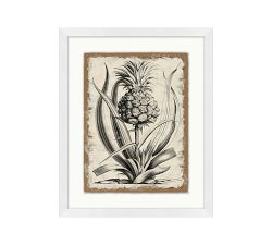 Study Of Coastal Plant Framed Print