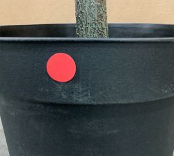 Open Box: Faux Olive Tree (7' H), Plastic Pot Only - Green