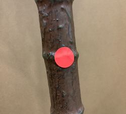 Open Box: Faux Potted Fiddle Leaf Fig Tree, Medium, 7'