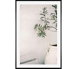 Olive Branch by Justine Milton