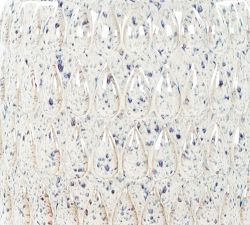 Charles Ceramic Round Outdoor Accent Table (13")