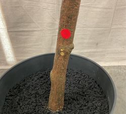 Open Box: Faux Potted Fiddle Leaf Fig Tree, Large, 8'