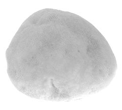 Decorative Lit Frosted Glass Coral