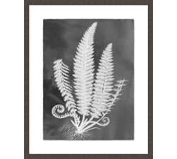 Slate Fern Framed Print