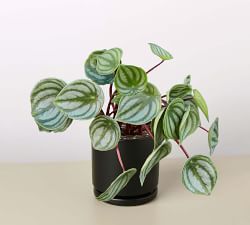 Live Peperomia In Planter