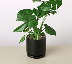 Live Monstera in Planter
