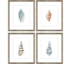 Shore Shell Framed Print