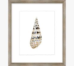 Shore Shell Framed Print