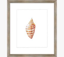 Shore Shell Framed Print