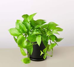 Live Neon Pothos In Planter