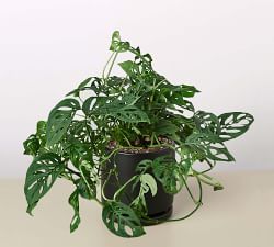 Live Potted Monstera Adansonii Swiss Cheese Plant