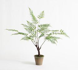 Faux Potted Trunked Curly Fern
