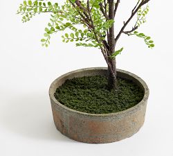 Faux Potted Sophora Tree Fern