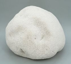 Decorative Lit Frosted Glass Coral