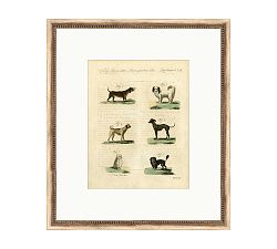 Dog Breeds Chart Framed Print