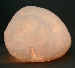Decorative Lit Frosted Glass Coral