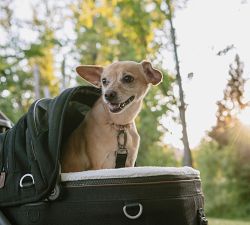 Tavo Maeve™ Pet Car Seat, Small Flex