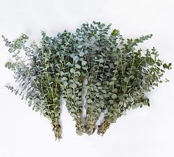 Live Baby Eucalyptus Bunches