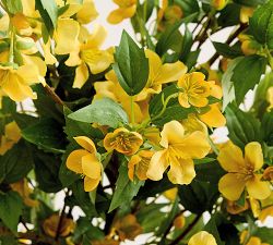 Faux Wild Poppy Bundle