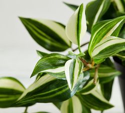 Faux Wandering Variegated Tradescantia Houseplant